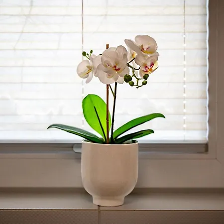 Apartment Orchidea Leba